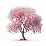 Pink flower sour cherry tree isolated on white background. This has a clipping path