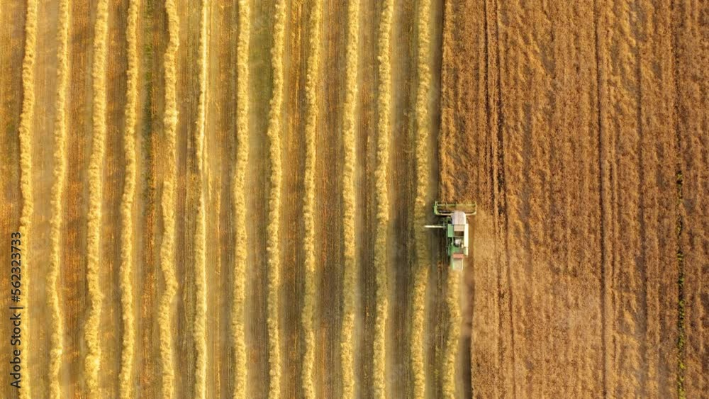 Growing and harvesting of the crops within agricultural farm. Aerial view of a tractor picking up yields. High quality 4k footage