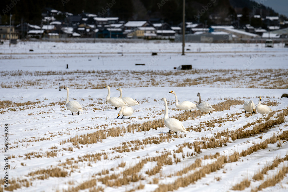 Fototapeta premium 石川県の邑知潟周辺に飛来したコハクチョウ