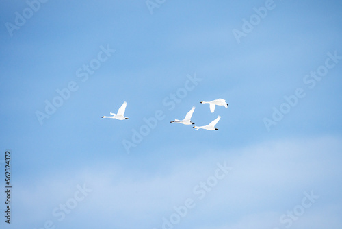 石川県の邑知潟周辺に飛来したコハクチョウ
