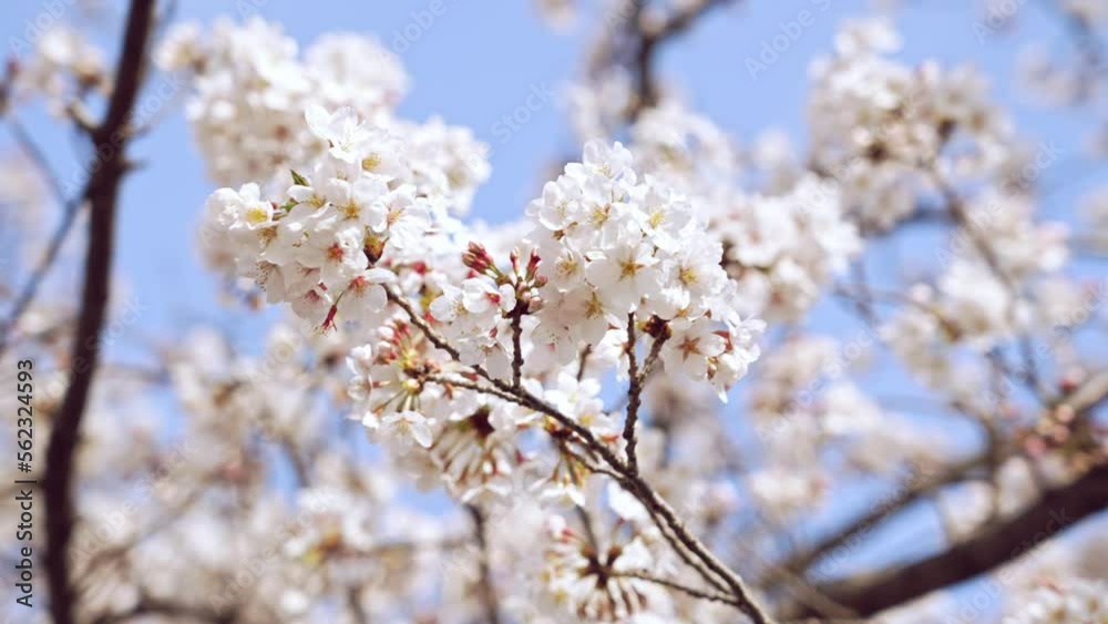 Cherry blossomes concept. Japanese sakura. Hanami. Cherry blossomes concept. Japanese sakura. Hanami.