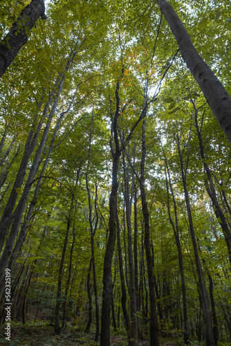 Tall trees in the forest. Forest vertical view in wide angle shot. © senerdagasan