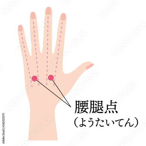 手のツボ　腰腿点
