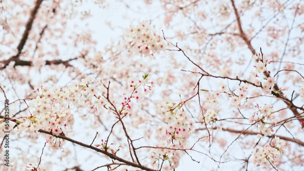 Cherry blossomes concept. Japanese sakura. Hanami. Cherry blossomes concept. Japanese sakura. Hanami.