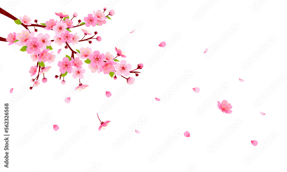 Spring Sakura branch with falling petals illustration. Pink Cherry blossom on transparent background. PNG file Spring Sakura branch with falling petals illustration. Pink Cherry blossom on transparent background. PNG file