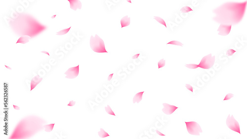 Falling cherry blossom petals illustration. Pink sakura petals on transparent background. PNG file