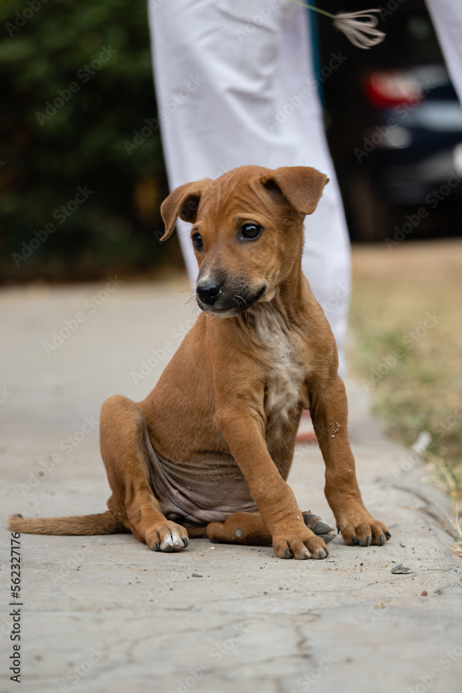 Roadside street puppy