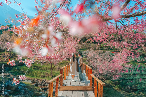 Couple Relaxing in the tree area of Springtime Sakura Flower , Cherry Blossom Nang Phaya Sua Krong flower at , Chiang Mai, Thailand photo