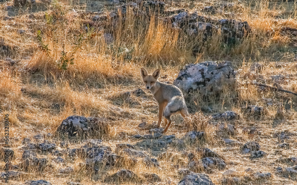Red Fox (Vulpes vulpes) is a wild animal that lives in suitable habitats in Asia, Europe, America and North Africa. Red Fox (Vulpes vulpes) is a wild animal that lives in suitable habitats in Asia, Europe, America and North Africa.