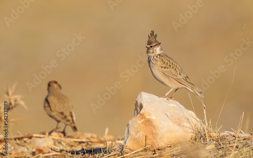 Crested Lark (Galerida cristata) is a songbird. It is a common and resident birds in Asia and Europe. It lives in barren and stony areas and is a common species in South East Anatolia region of Turkey photo