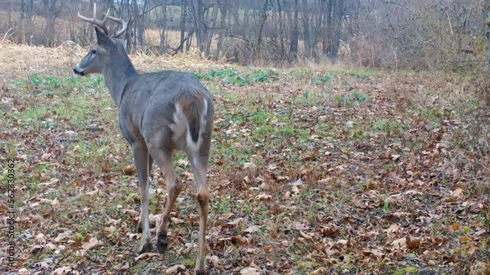 Eight point whitetail buck slowly walking through a food plot on the edge of harvested corn field in the American Midwest; concept of wildlife management Eight point whitetail buck slowly walking through a food plot on the edge of harvested corn field in the American Midwest; concept of wildlife management