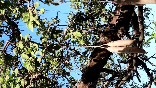 Low angle close up of Kigelia tree with fruits, known as sausage tree. Static, day photo