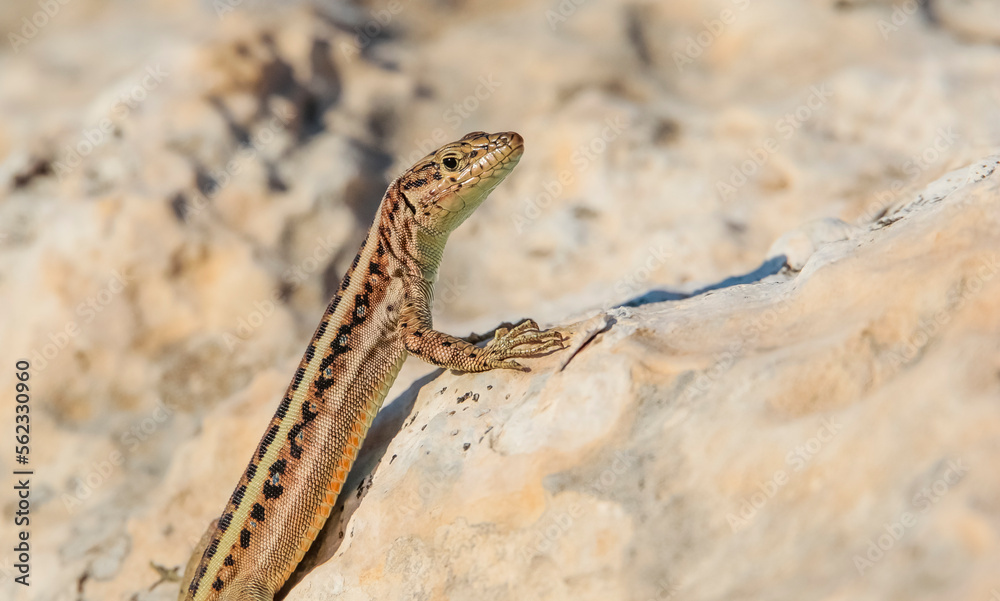 Obraz premium Heremites auratus, Levant skink, golden grass mabuya or golden grass skink, is a species of skink. It is found in Greece and Turkey, and possibly much more commonly in Asia and even northeast Africa.