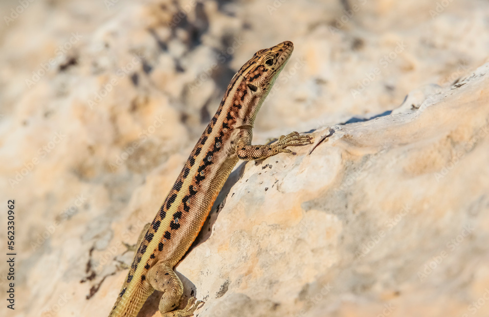 Obraz premium Heremites auratus, Levant skink, golden grass mabuya or golden grass skink, is a species of skink. It is found in Greece and Turkey, and possibly much more commonly in Asia and even northeast Africa.
