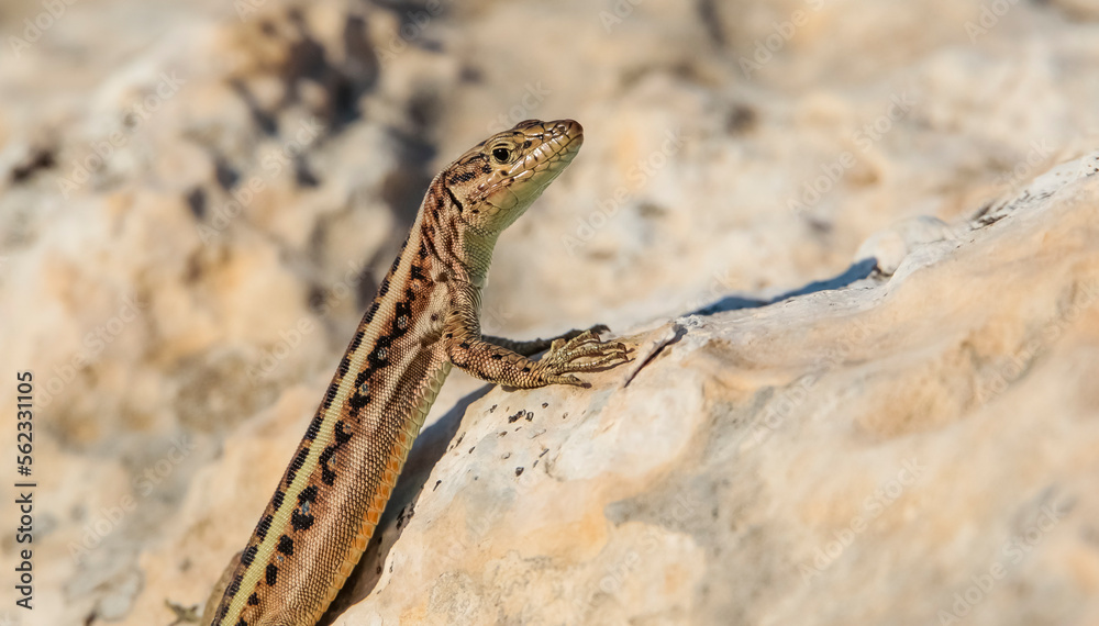 Obraz premium Heremites auratus, Levant skink, golden grass mabuya or golden grass skink, is a species of skink. It is found in Greece and Turkey, and possibly much more commonly in Asia and even northeast Africa.