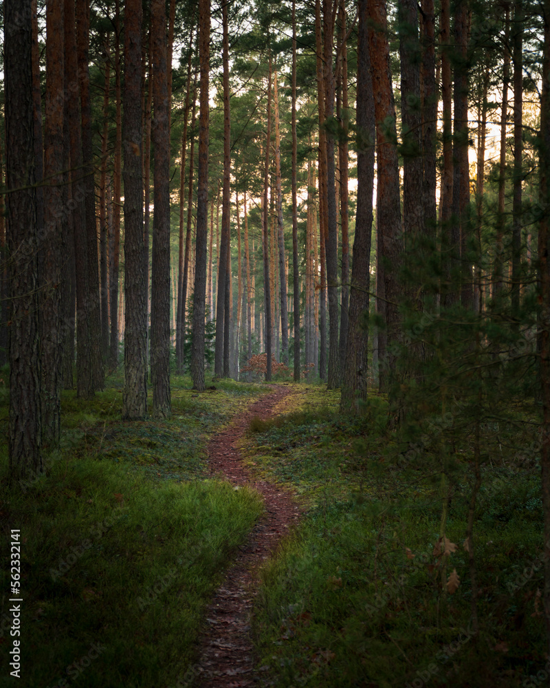 Fototapeta premium path in the woods