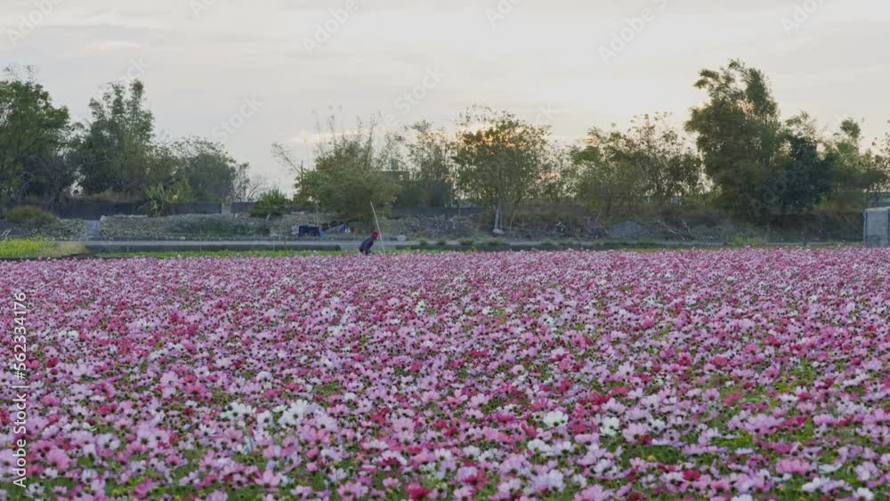 Sunset view with Cosmos blossom in country side Sunset view with Cosmos blossom in country side