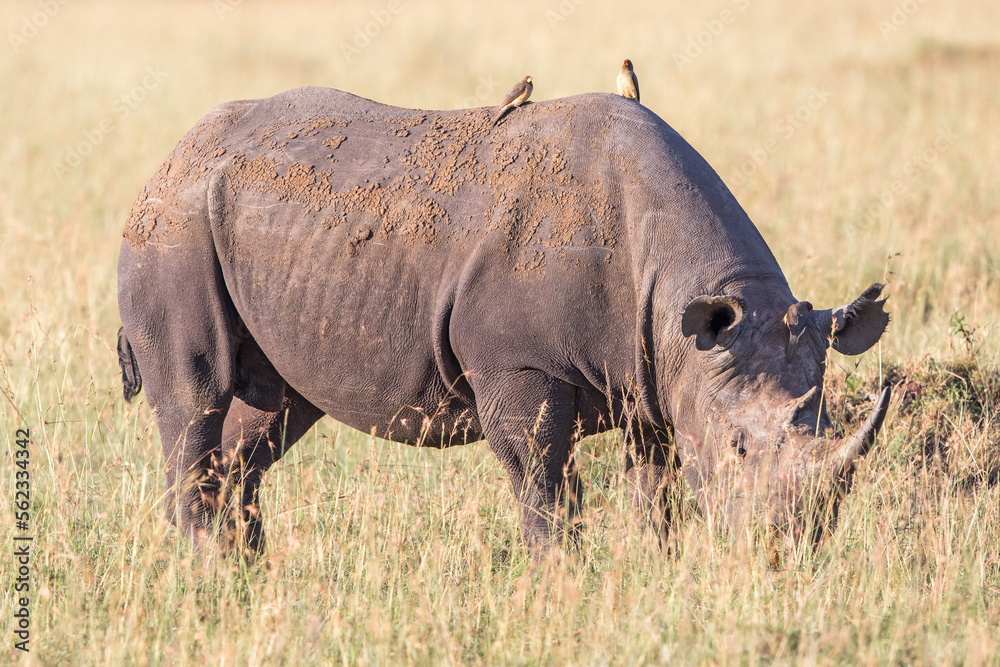 Obraz premium Oxpecker birds sitting on a Black rhinoceros