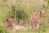 Lion Cubs lying in the grass of the savannah