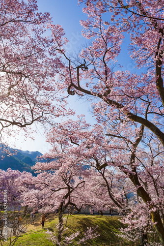 長野県伊那市・高遠城址公園の桜風景（公園内には淡紅色のタカトオコヒガンザクラが咲き競っていました）