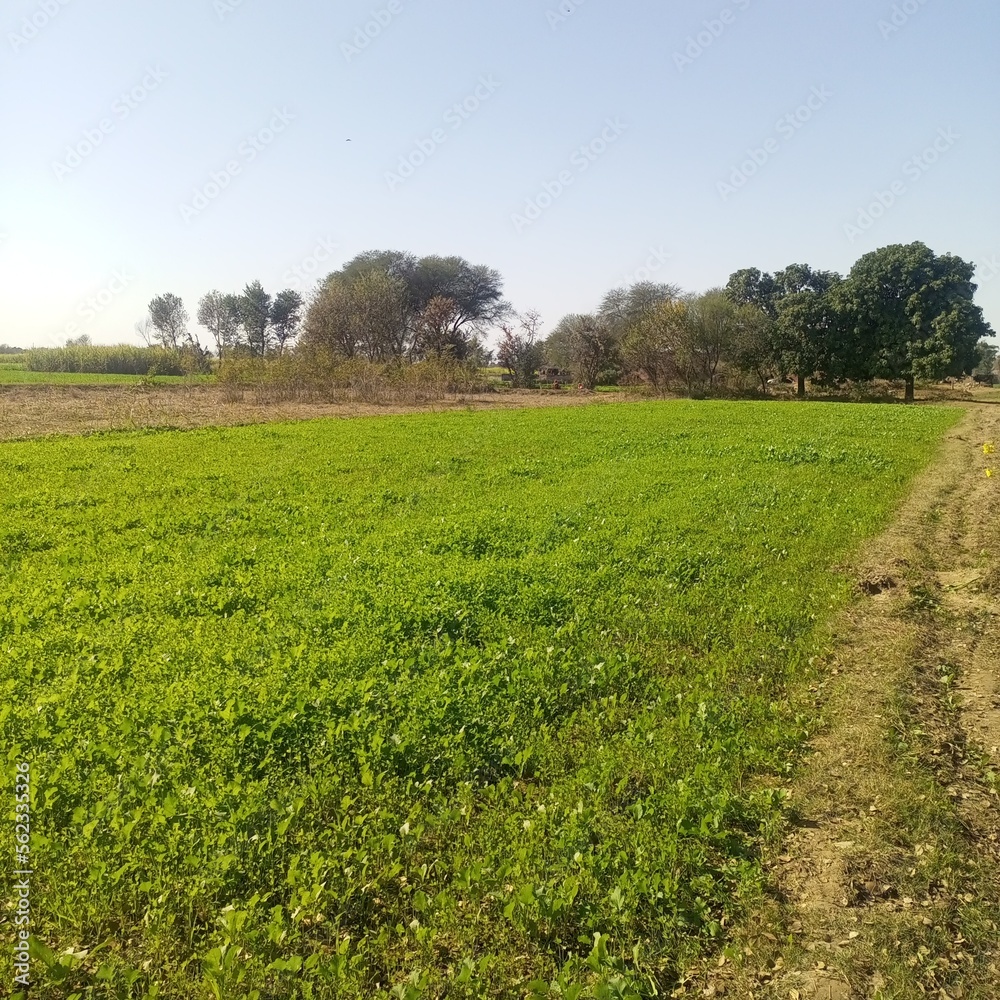 field and sky field and sky