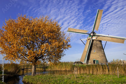 iconic windmill in Kinderdijk Netherlands next to autumn tree showing seasonal change. Landmark buildings originally made to pump water out of low land polder to preserve land reclaimed from the sea