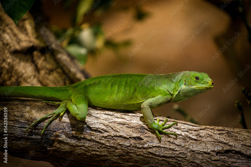Lau Banded Iguana portrait in nature park Lau Banded Iguana portrait in nature park