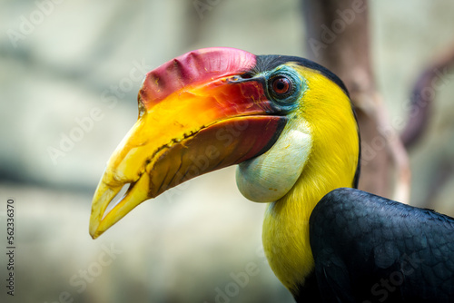 Wrinkled Hornbill portrait in nature park photo