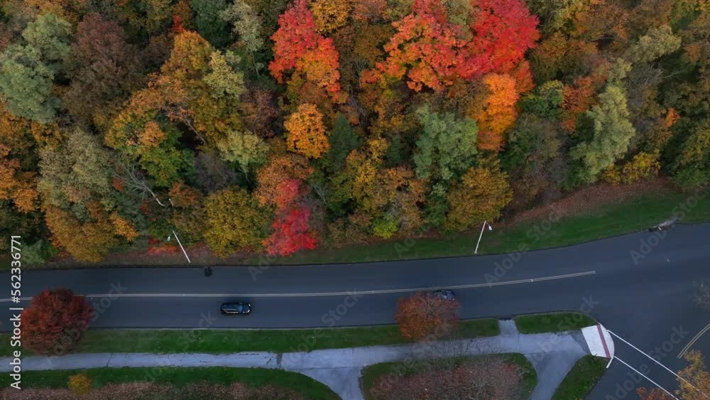Top down aerial view of cars driving on paved road in beautiful national park during autumn season change. Colorful foliage surrounds both sides of road in reserve.