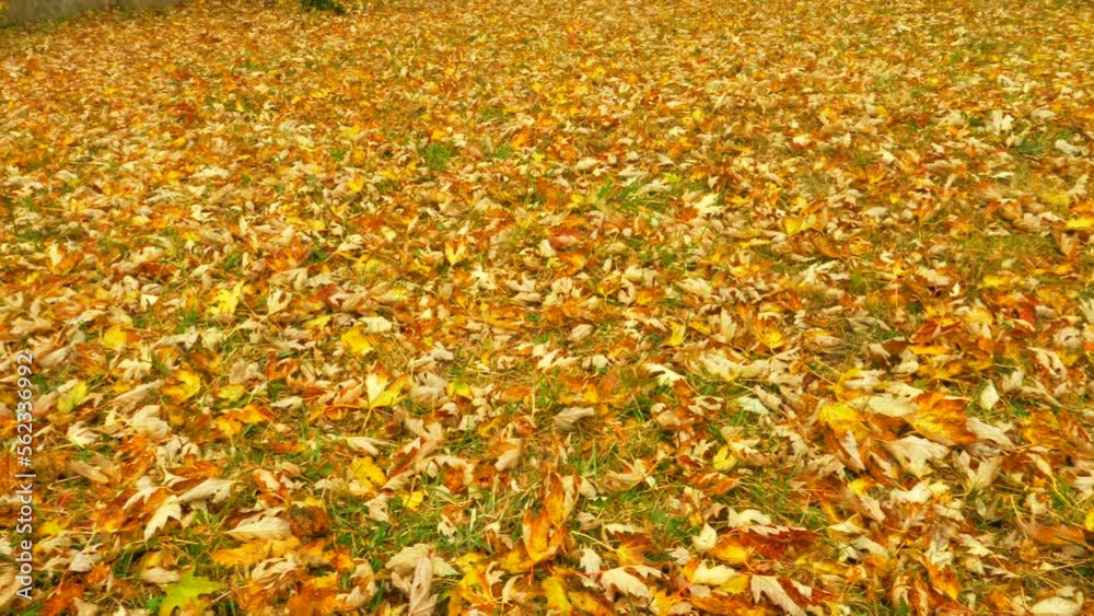 Lawn covered with dry leaves of trees. Autumn concept. Pan left, high angle Lawn covered with dry leaves of trees. Autumn concept. Pan left, high angle