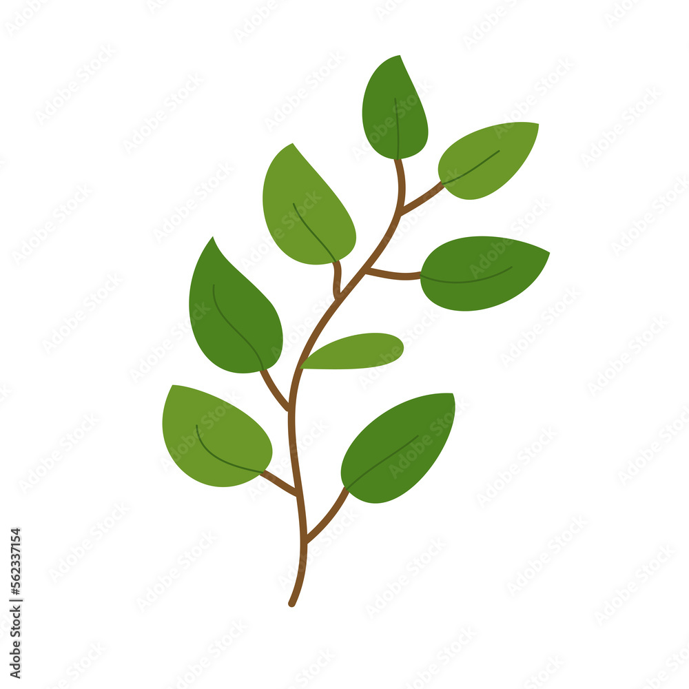 green leaves isolated green leaves isolated