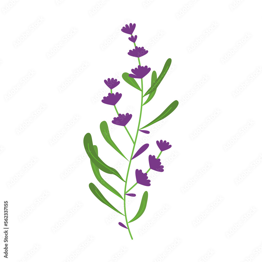 lavender illustration for natural and romantic design ornament