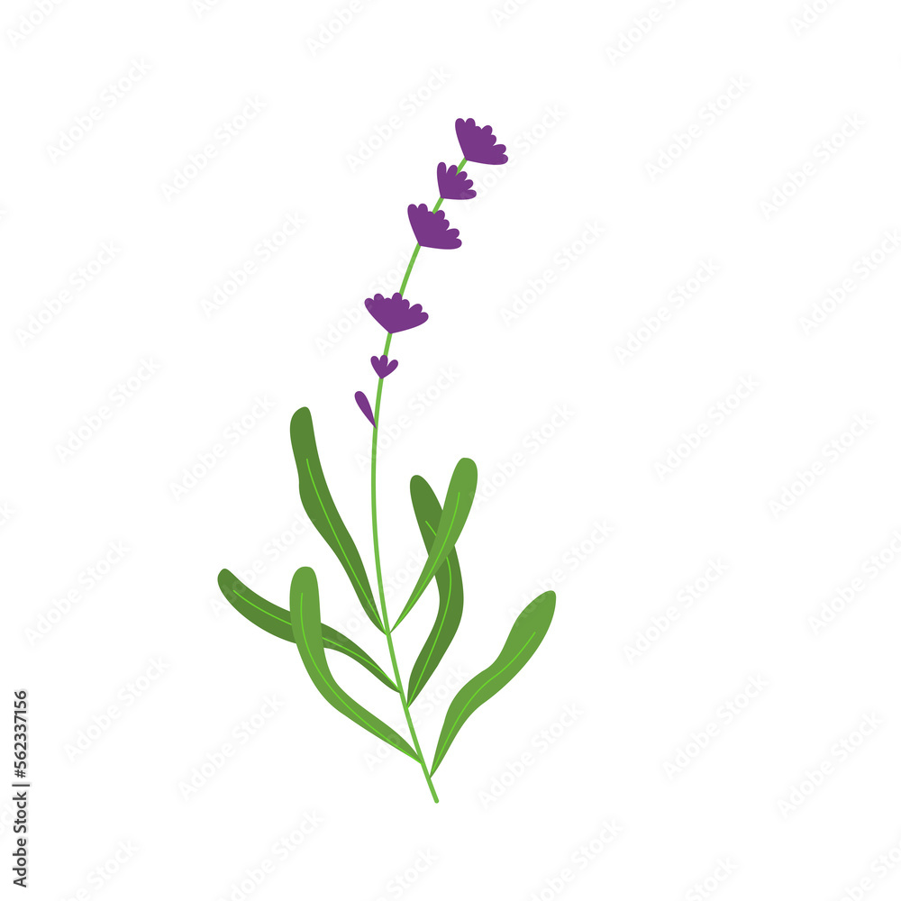 lavender illustration for natural and romantic design ornament lavender illustration for natural and romantic design ornament