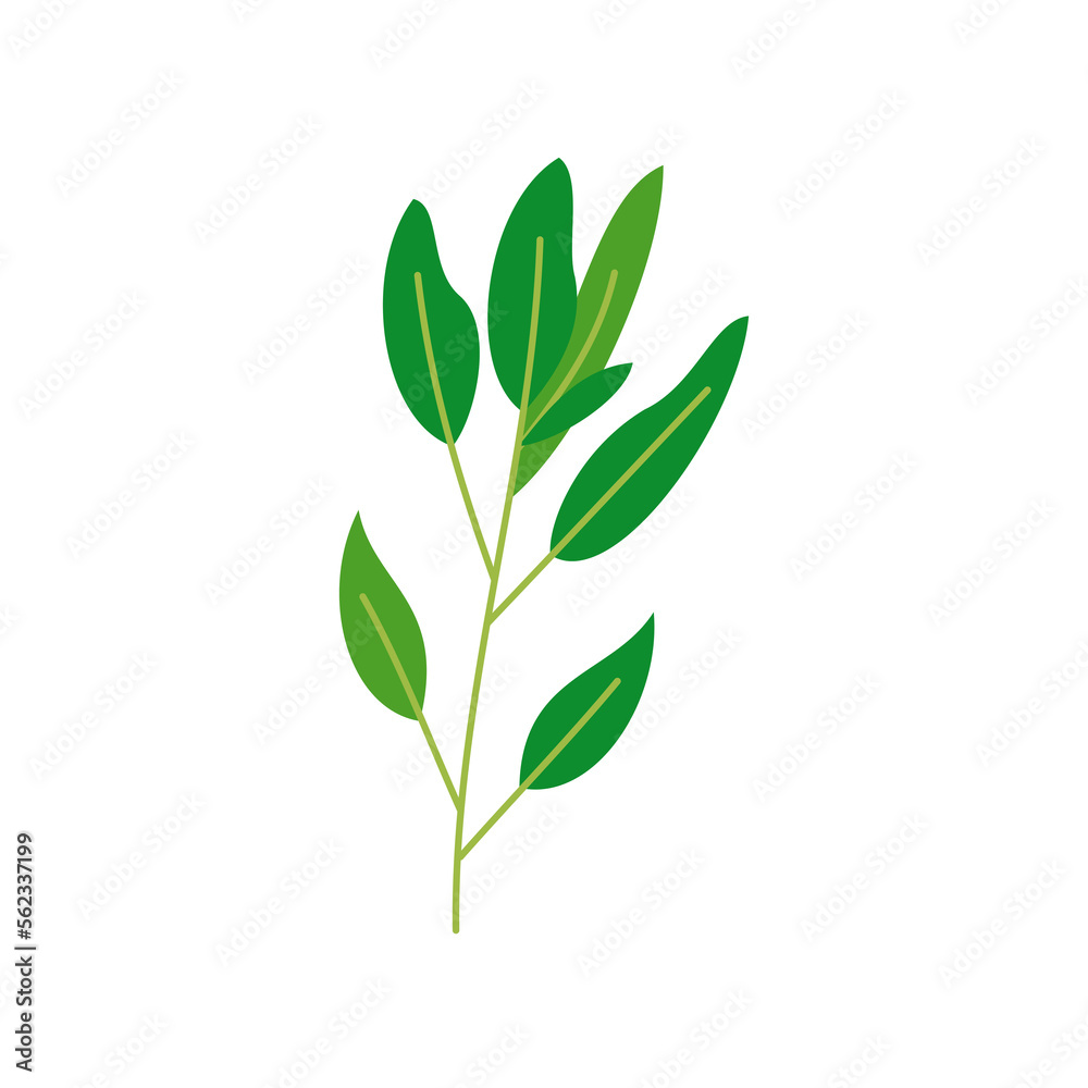 green leaves isolated for nature design ornament