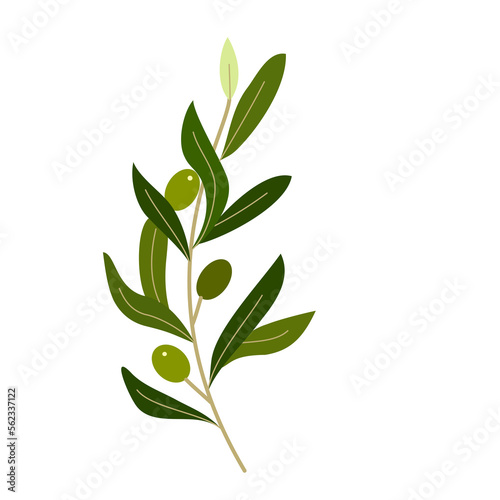 Olive fruit isolated