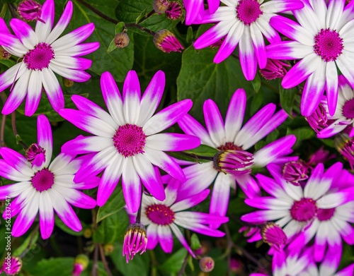 Cineraria plants feature bright colors and daisy-like petals