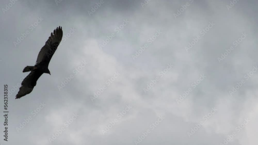 Large hawk glides effortlessly in circles in the sky over a lake looking for prey Large hawk glides effortlessly in circles in the sky over a lake looking for prey