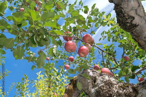 【青森県弘前市りんご】津軽の秋、りんご園は収穫中