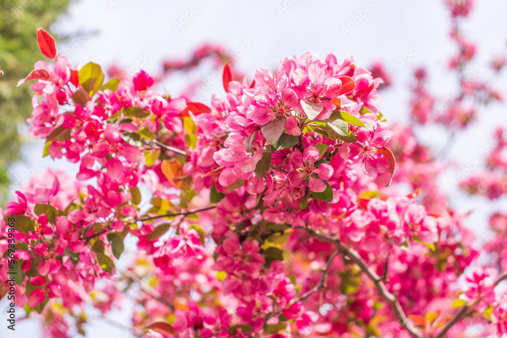 Blooming apple tree close-up. Spring,holiday Blooming apple tree close-up. Spring,holiday