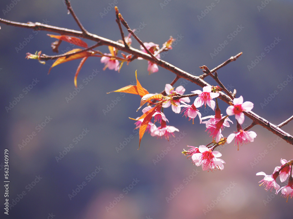 Pink cherry blossoms flower in full bloom. Pink cherry blossoms flower in full bloom.