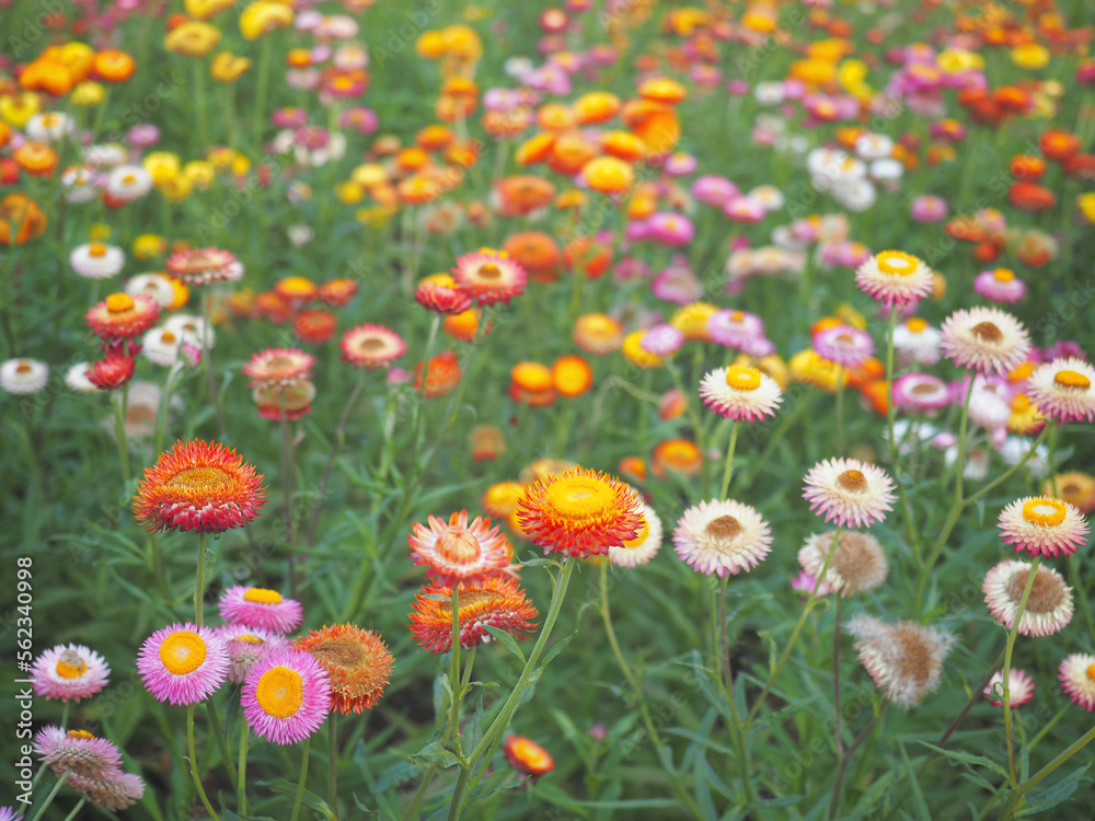 Strawflower or Paper Daisy Flowers Field
