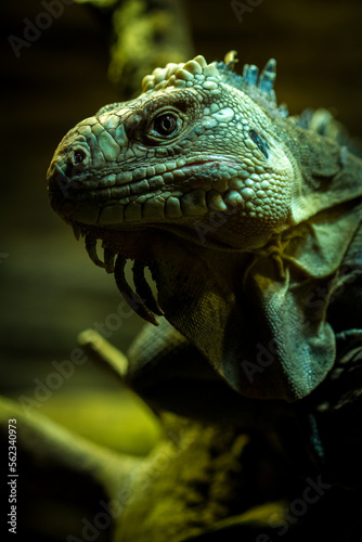 Iguana iguana portrait in nature