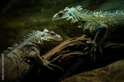 two Iguana iguana portrait in banch © jurra8