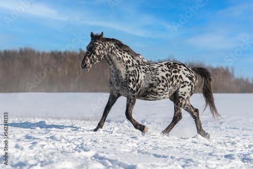 Beautiful knabstrupper breed horse running in winter