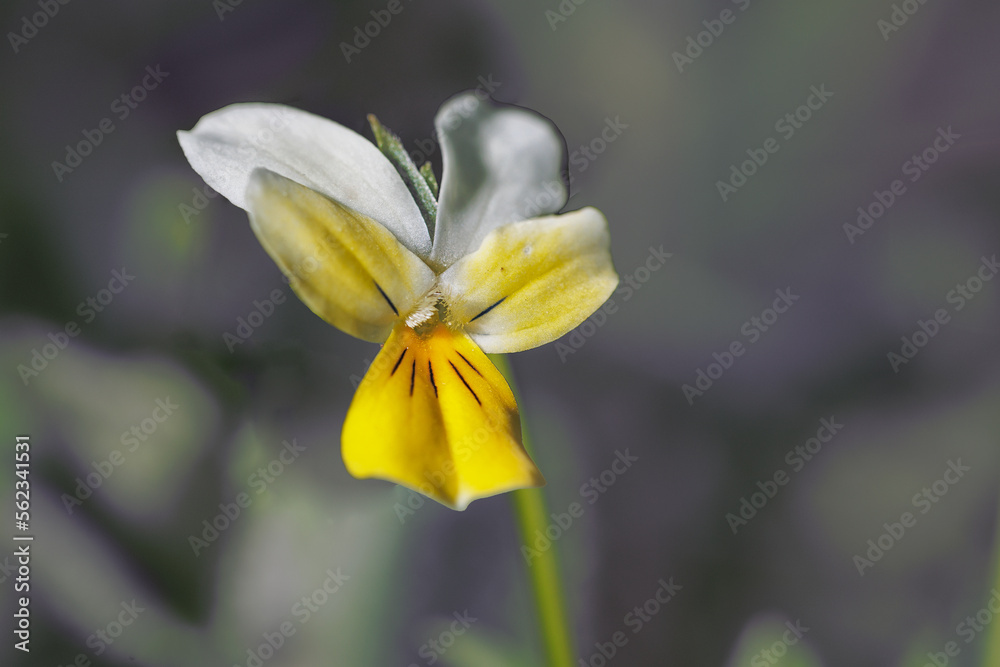 Fototapeta premium Viola arvensis