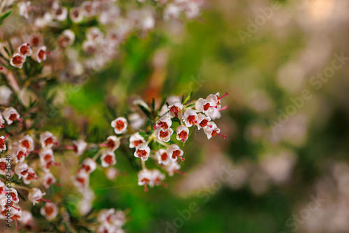 Brezo, Calluna vulgaris