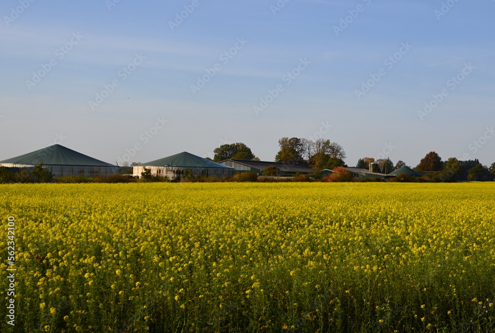 Farm in Autumn in the Heath Lueneburger Heide, Walsrode, Lower Saxony