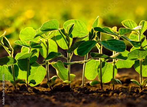 Closeup of soybean plants on a traditional farm