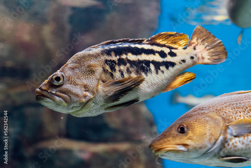 fish in aquarium