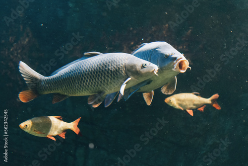 fish in the water